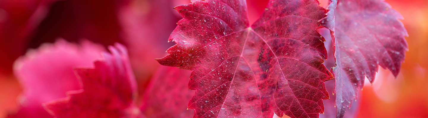 Vigne rouge et jambes lourdes : D. Plantes vous dit tout !