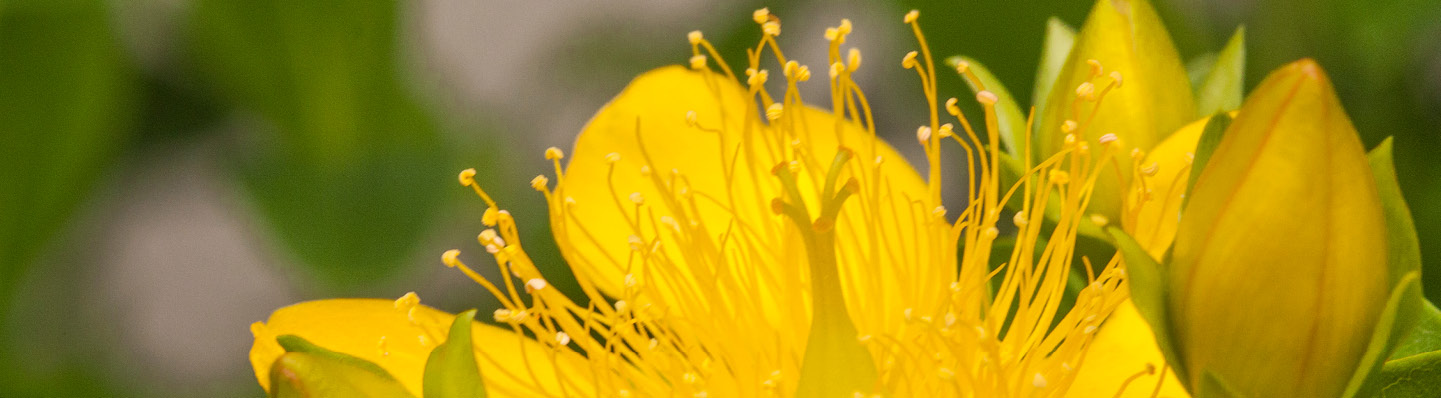 Millepertuis : la plante du soleil qui redonne de l'énergie