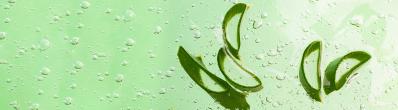Aloe Vera : l'hydratant indispensable de l'été