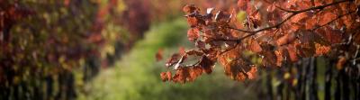 Les propriétés reconnues de la vigne rouge