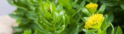 Rhodiola, le saviez-vous ?