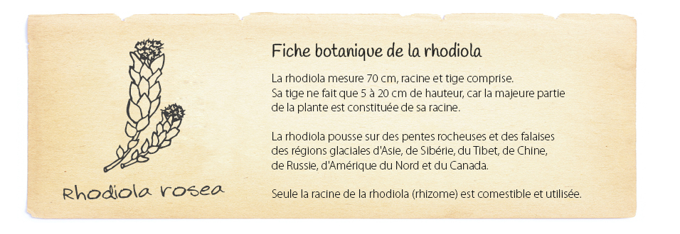 Fiche botanique de la rhodiola