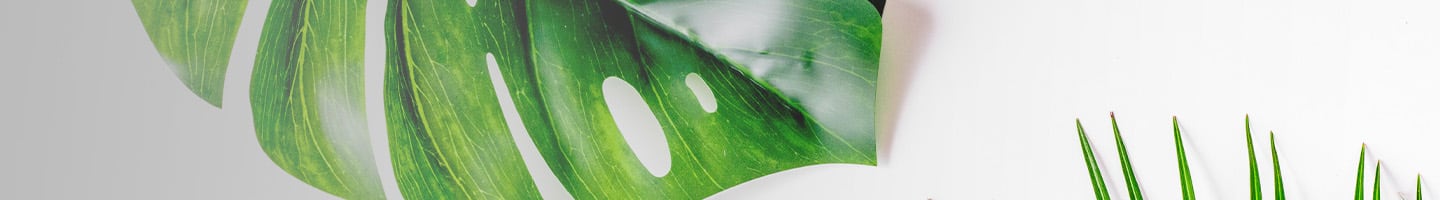 Nos Mono-Plantes Nos Mono-Plantes